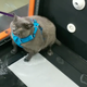 Image for article titled Obese Cat Hates Exercising As Much As You Do